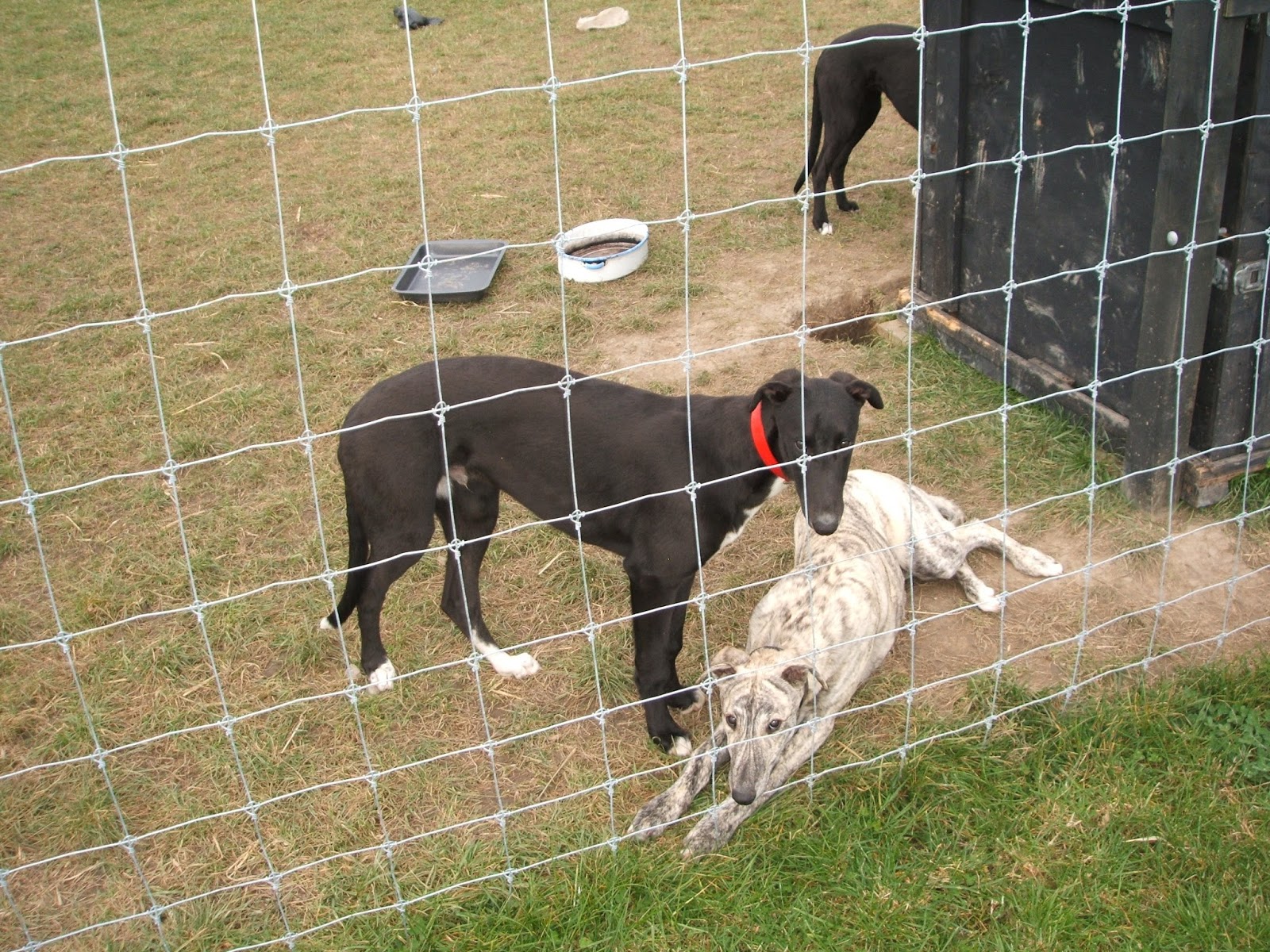 Feral Greyhound Kennels Pups at 5 months