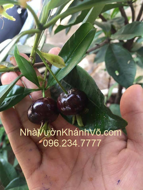 Thú nuôi, cây cảnh: Cherry Brazil trồng được, phù hợp với khí hậu VN. Cherry-co-trai-1