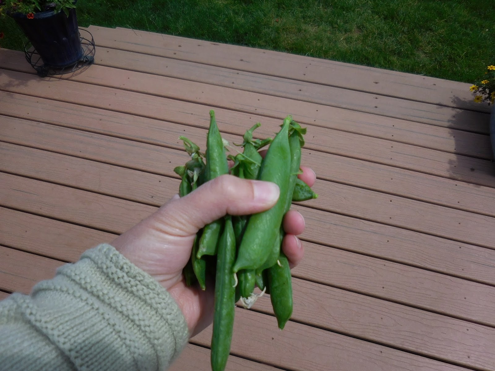 Proven Winners Colorchoice Plant Of The Week 2016