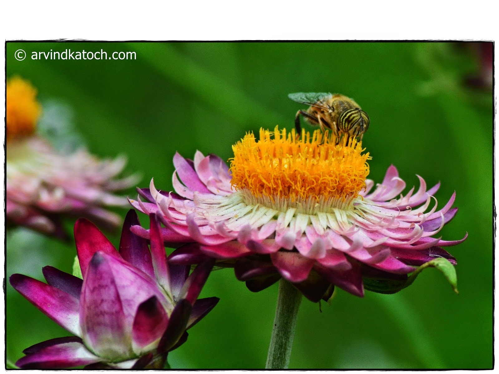 Bee Absorbing Nectar from a Beautiful Flower