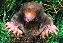 Burrowing Animals Crossword Clue | MooMooMath and Science Burrowing Animals Crossword Clue | MooMooMath and Science