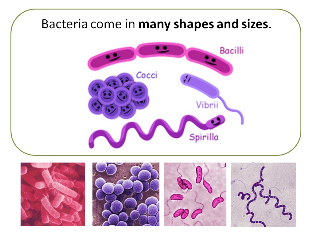 2 бактерии 1 8