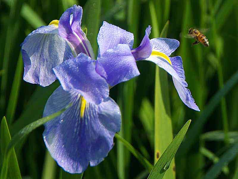 Blooms N Spades May 2013