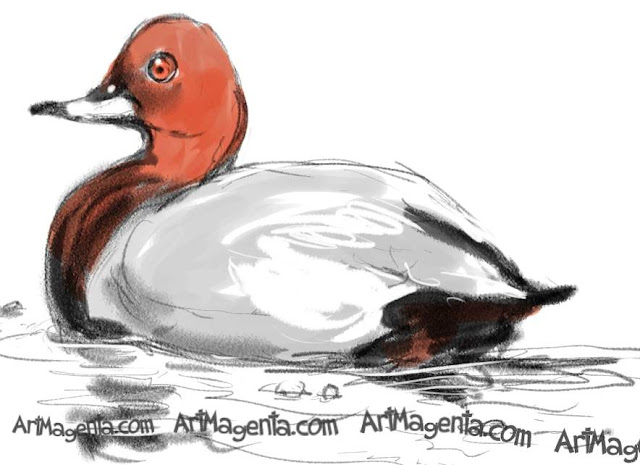 Common Pochard sketch painting. Bird art drawing by illustrator Artmagenta.