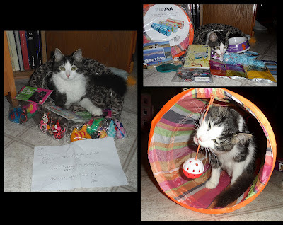 Anakin the two legged cat with presents