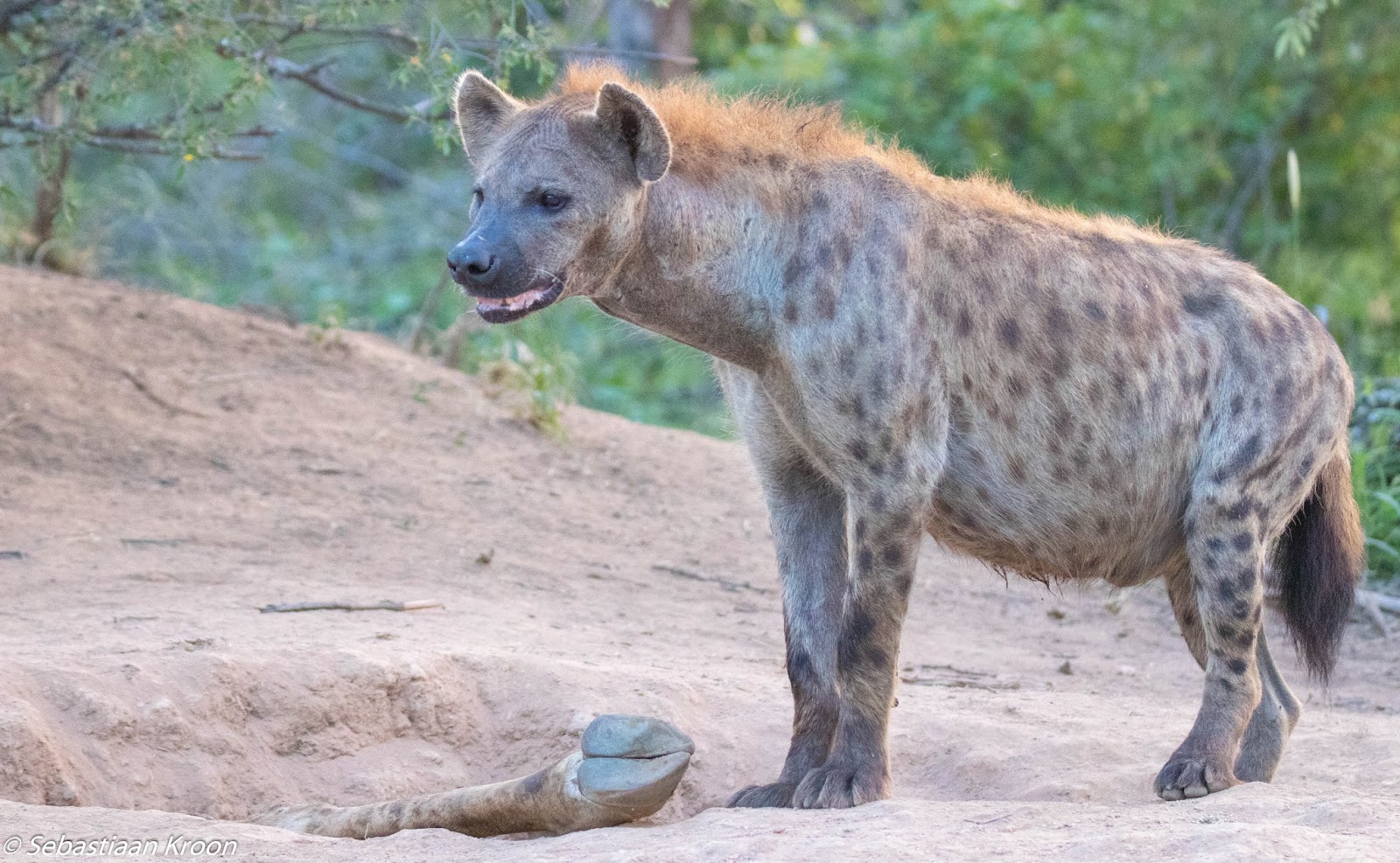 Bezoek aan een hyena hol / Visit to a hyena den