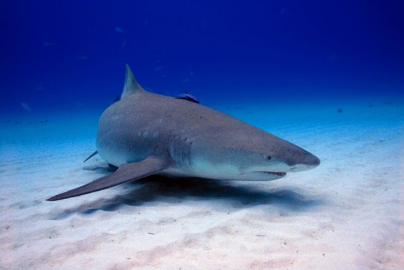megalodon köpek balıkları