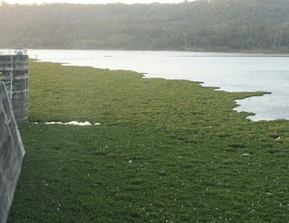  adalah jenis tumbuhan yang hidup dengan cara mengapung di air Eceng Gondok: Ciri Khusus, Habitat, dan Fungsi