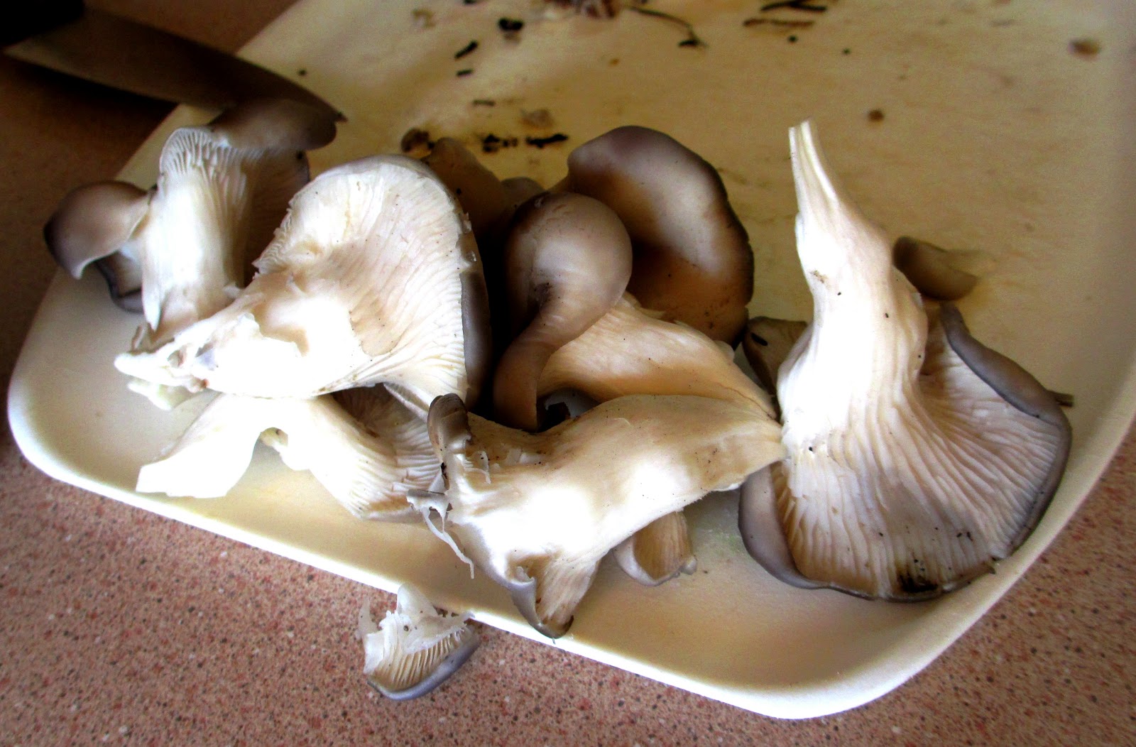 Cannundrums Wild King Trumpet Mushrooms