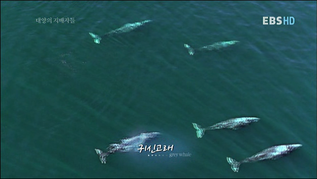 악마가된 귀신고래 이야기 | 인스티즈
