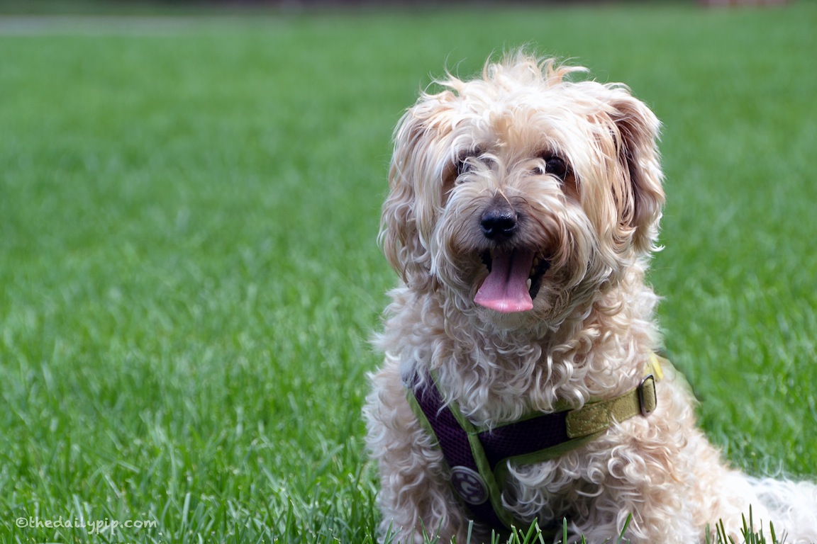 Blog the Change for Animals #BTC4A