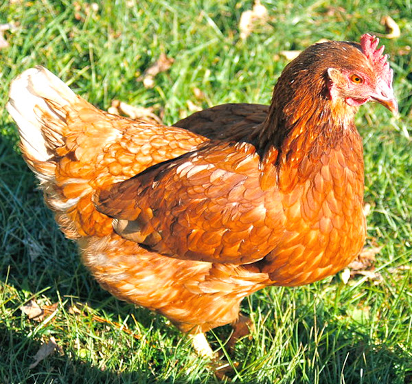 red shaver chicken, red shaver chickens, red shaver hens, red shaver roosters, red shaver chicken eggs, red shaver chicken eggs color, red shaver chicken facts, red shaver chicken info, red shaver chicken characteristics, red shaver chicken behavior, red shaver chicken temperament