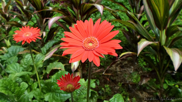 Terrazas de Flores Cebu Botanical Garden