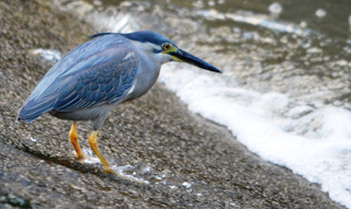 striated%2BHeron.png