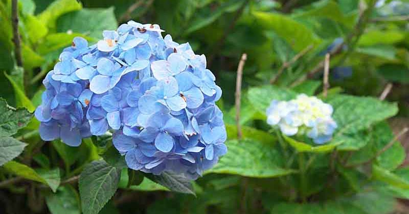 Osaka Joe Tsuyu Series The Wonder Of Hydrangeas