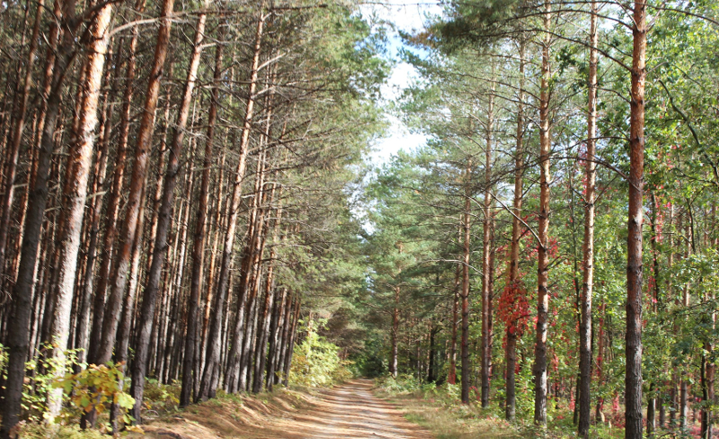 Auf Und Davon Lausitzer Seenland Citylights Bonn
