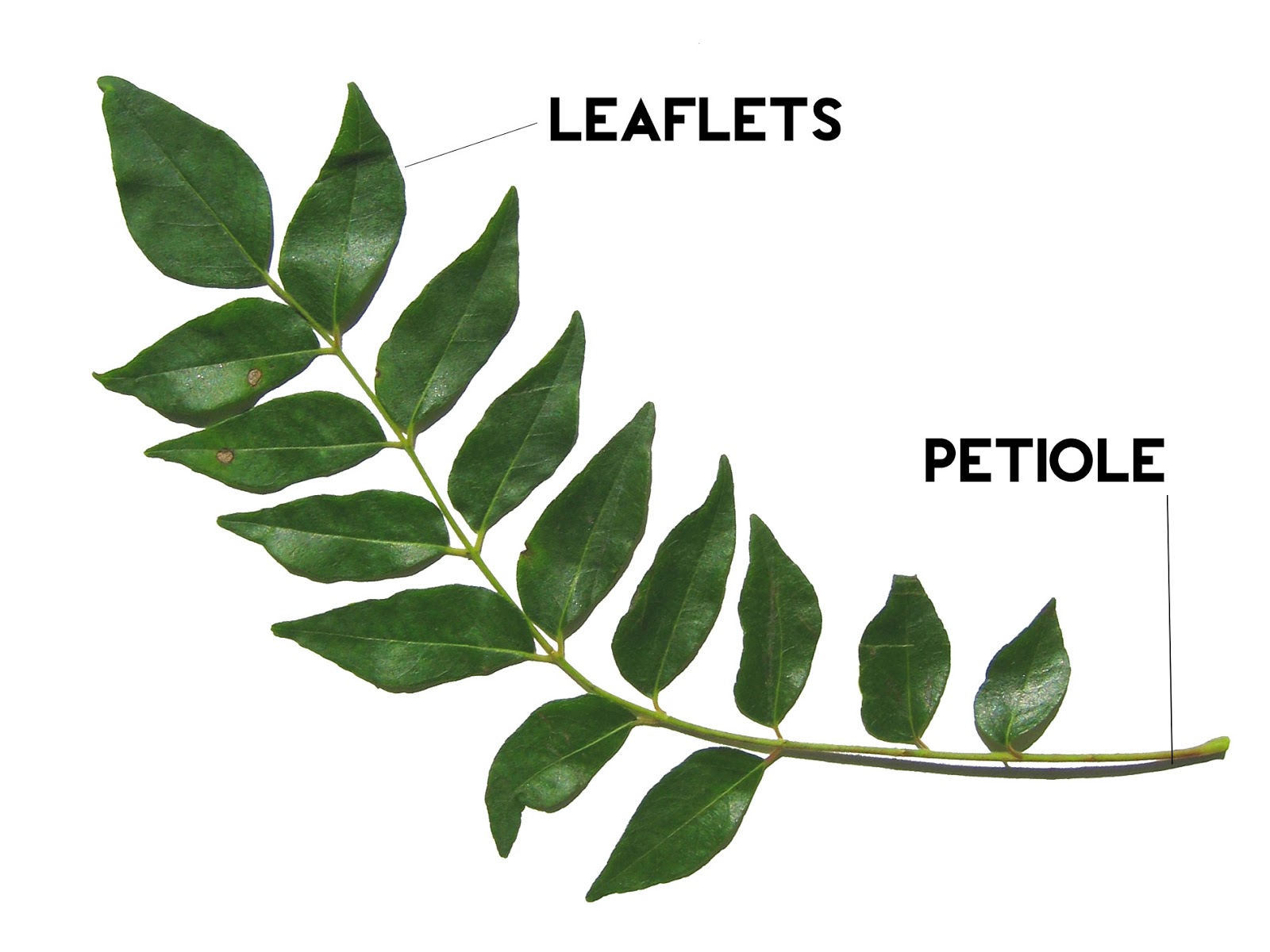 California Gardening Curry Leaf Plant Propagation Pruning Repotting California Gardening Curry Leaf Plant Propagation Pruning Repotting