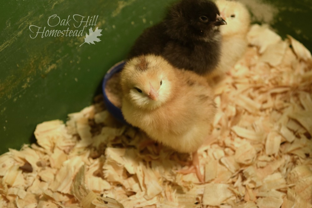 How to Order Chicks From a Hatchery Oak Hill Homestead