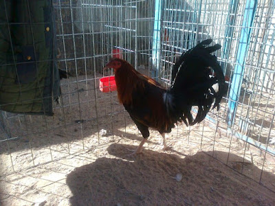 gallo colorado