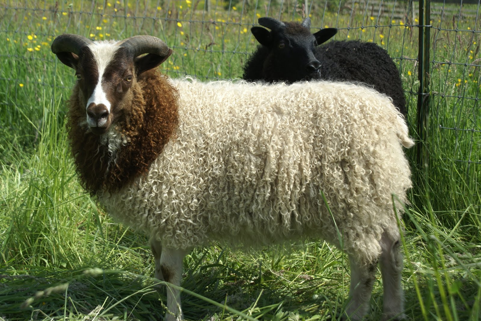 Kaelie's Farm Sheep for Sale