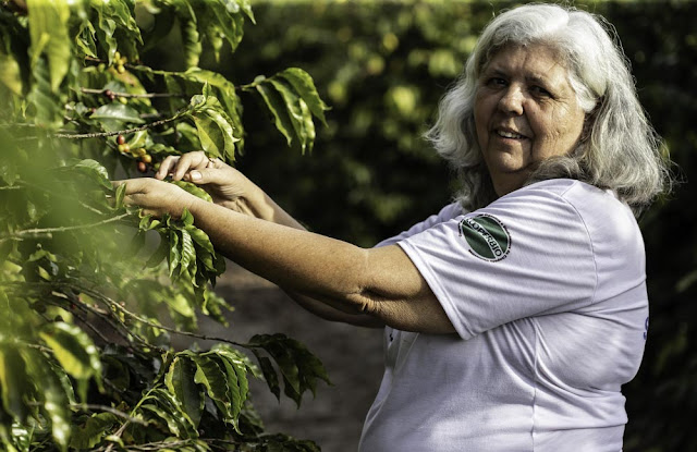 Café da agricultura familiar baiana ganha força no mundo