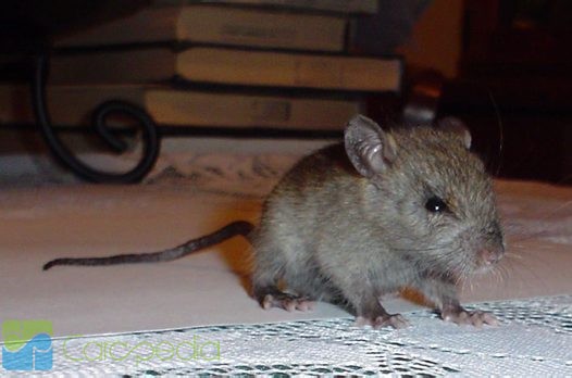 Tips Dan Cara Agar Tikus Tidak Masuk Ke Rumah Tips Dan Trik Menarik Tips Dan Cara Agar Tikus Tidak Masuk Ke Rumah Tips Dan Trik Menarik