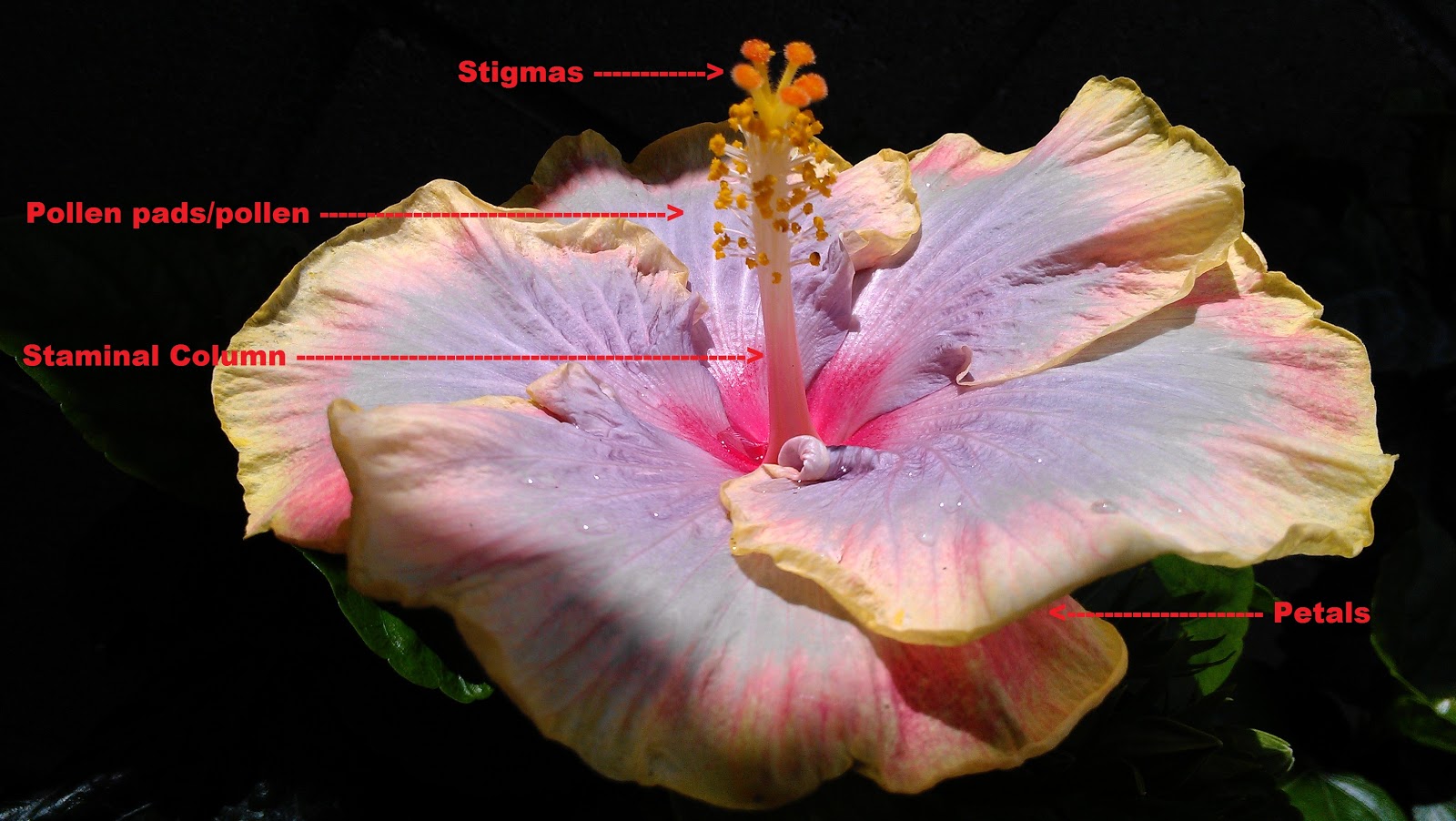 Kapu Gardens How To Hybridize Hibiscus
