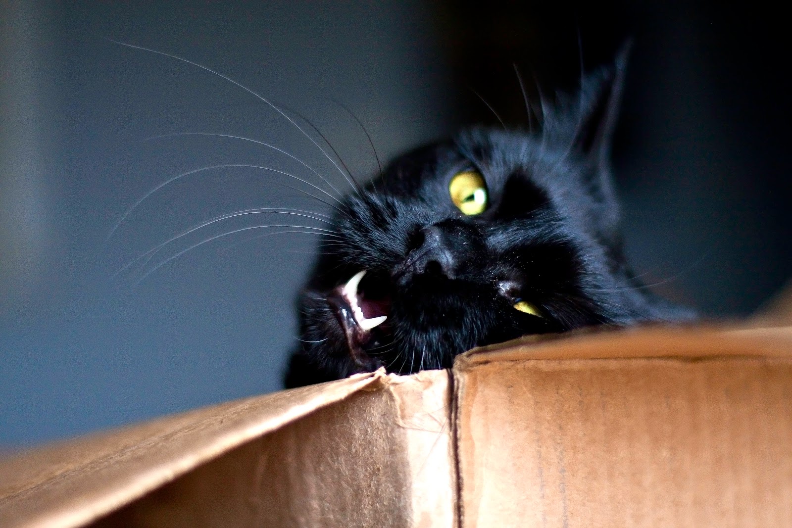 Puppycatandmouse/KimK Widmark Playful Black Kitty Cat in a box Omaha