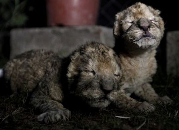 Dr Khalil's Arc of Mercy 