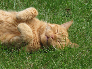 Orange cat laying in the grass