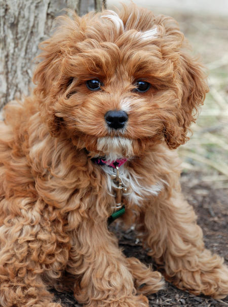 Small Designer Dogs Breeds List Small Designer Dogs Breeds List