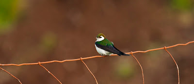 A Violet-green Swallow perched on a rusty red wire fence.