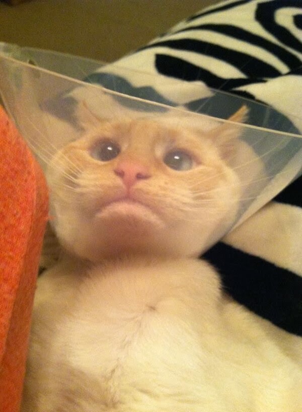 Funny cats - part 92 (40 pics + 10 gifs), cat doesn't like cone of shame