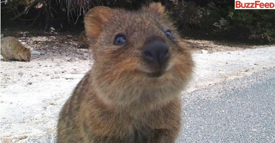 Keep calm and think of a Quokka :)