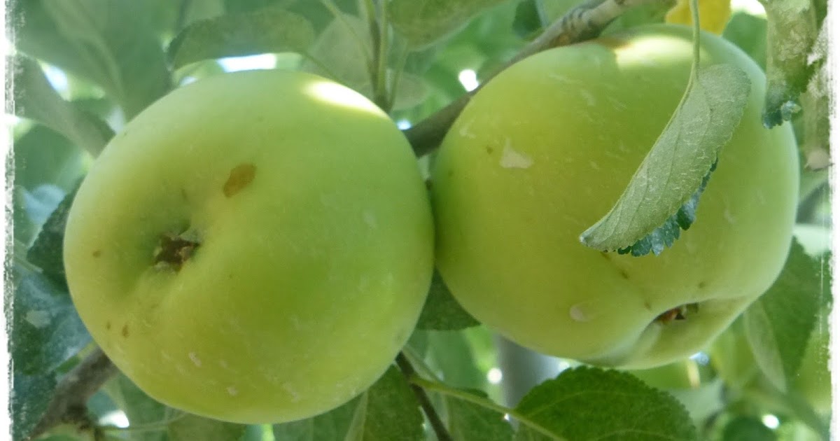 Growing Organic Where Does the Fruit Grow? Identifying Apple and Pear