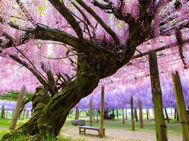 arbol de flores violetas con una banca de madera a un lado