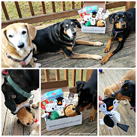3 rescued dogs with toys and treats