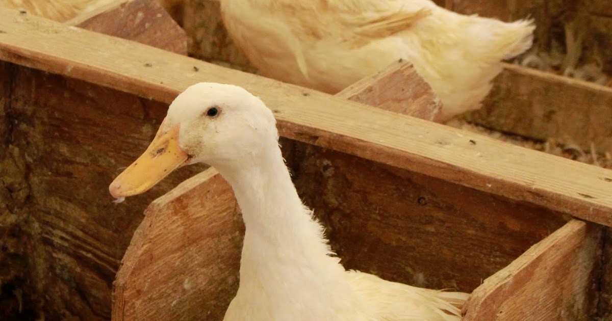 Metzer Farms Duck and Goose Blog Why Has My Duck Stopped Laying Eggs?