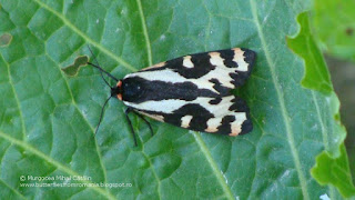 Parasemia plantaginis (female) DSC117100