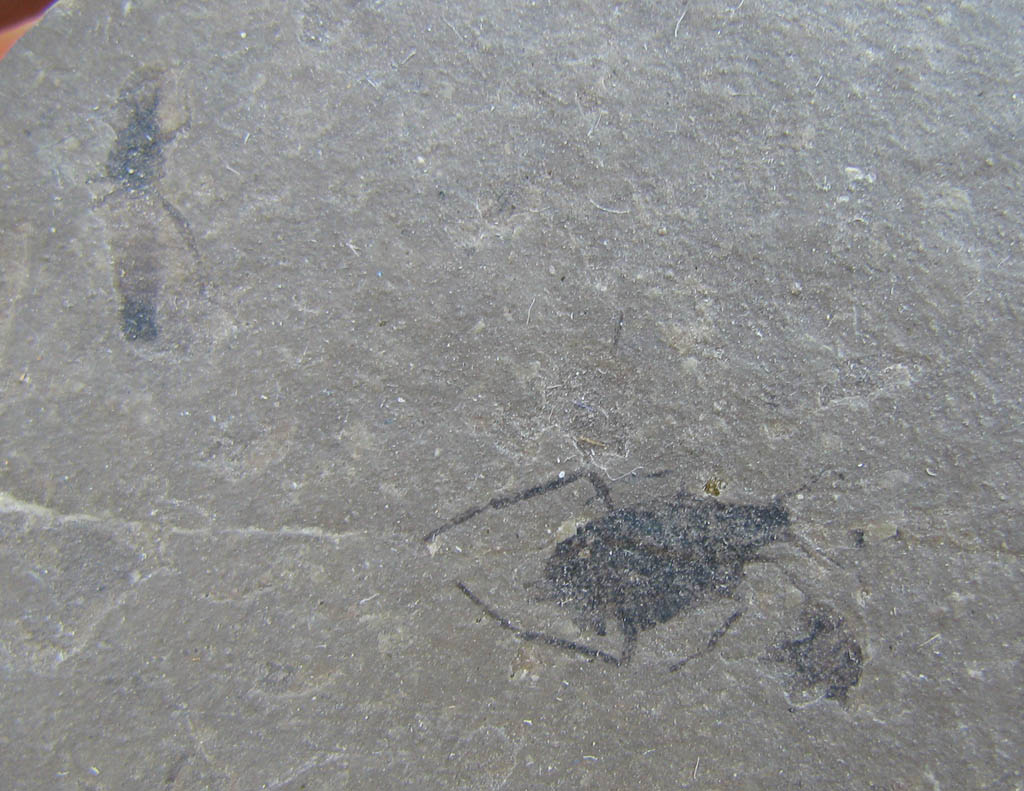 Views of the Mahantango: Jurassic insects from China?