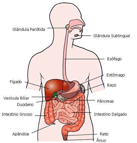 aula 2 sistema digestório 8º ano aulas de ciências e biologia