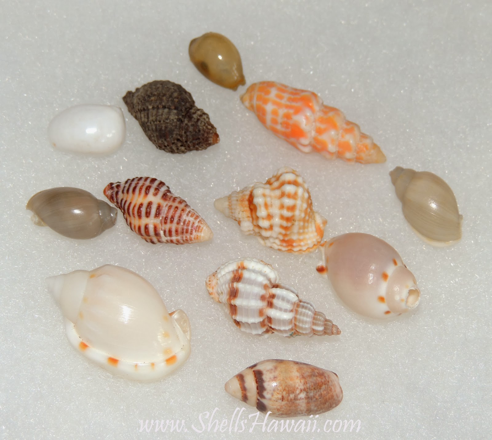 ShellsHawaiiby Janjira Hawaiian Seashells
