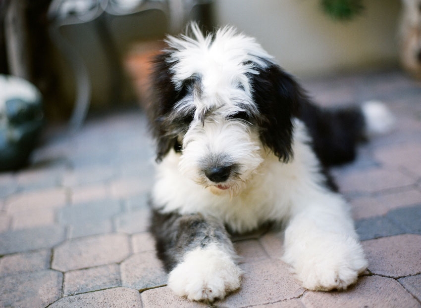 Lovable Puppy Pictures