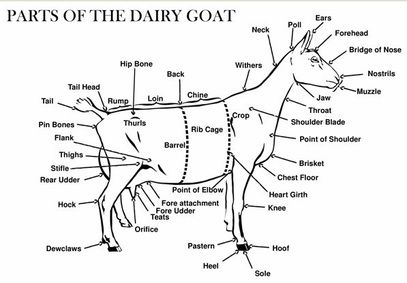 the proper weight for a dairy goat goat chart
