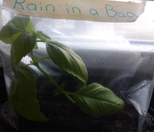 condensation forming on the bag with soil and basil