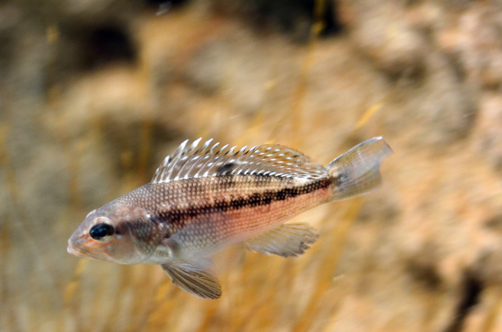 Virginia Fishes Saltwater collecting season juvenile lookdowns, sea