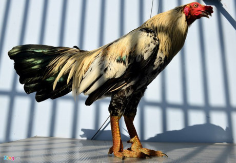 Chum anh: Trai ga vay rong o Sai Gon duoc dan choi san lung - Anh 3