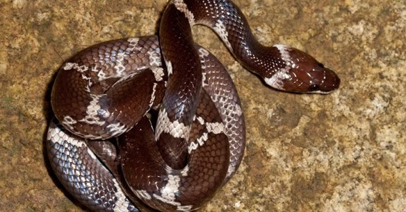 Pertanda Bertemu Ular Hitam Hijau Kobra Weling Di Jalan