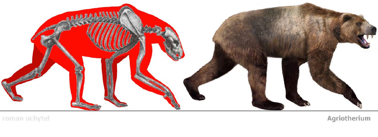 Особенности внутреннего строения медведя. Короткомордый медведь кости. Вымерший Короткомордый медведь. Скелет бурого медведя. Агриотерий медведь.