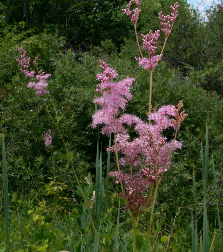 Ohio Birds and Biodiversity: Midwest Native Plant Conference